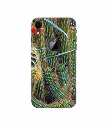 Amazon Brand - Solimo Designer Cactus 3D Printed Hard Back Case Mobile Cover for Apple iPhone XR (Logo Cut)