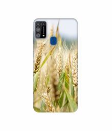 Amazon Brand - Solimo Designer Wheat Plant 3D Printed Hard Back Case Mobile Cover for Samsung Galaxy M31