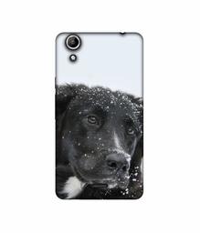 Amazon Brand - Solimo Designer Labrador Dog 3D Printed Hard Back Case Mobile Cover for Micromax Canvas Selfie 2 Q340