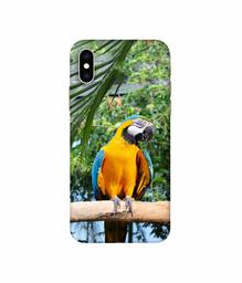 Amazon Brand - Solimo Designer Macaw Bird 3D Printed Hard Back Case Mobile Cover for Apple iPhone Xs Max