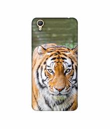 Amazon Brand - Solimo Designer Tiger in Water 3D Printed Hard Back Case Mobile Cover for Oppo A37