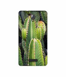 Amazon Brand - Solimo Designer Desert Plant 3D Printed Hard Back Case Mobile Cover for Micromax Canvas Pace 4G Q416