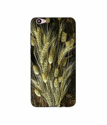 Amazon Brand - Solimo Designer Wheat Plants 3D Printed Hard Back Case Mobile Cover for Vivo V5 Plus