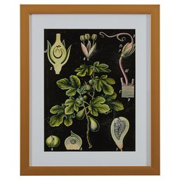 Amazon Brand – Rivet Green Botanical Anatomy Print in Gold Frame Wall Art, 18