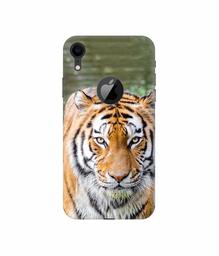 Amazon Brand - Solimo Designer Tiger in Water 3D Printed Hard Back Case Mobile Cover for Apple iPhone XR (Logo Cut)