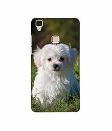 Amazon Brand - Solimo Designer White Dog 3D Printed Hard Back Case Mobile Cover for Vivo V3