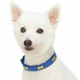 Umi. Essential The Most Coveted Designer Dog Collar