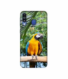 Amazon Brand - Solimo Designer Macaw Bird 3D Printed Hard Back Case Mobile Cover for Samsung Galaxy M21