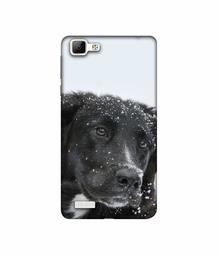 Amazon Brand - Solimo Designer Labrador Dog 3D Printed Hard Back Case Mobile Cover for Vivo V1