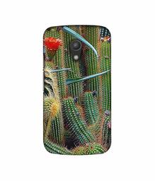 Amazon Brand - Solimo Designer Cactus 3D Printed Hard Back Case Mobile Cover for Motorola Moto G 2nd Generation