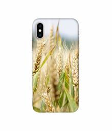 Amazon Brand - Solimo Designer Wheat Plant 3D Printed Hard Back Case Mobile Cover for Apple iPhone Xs Max