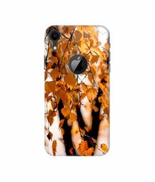 Amazon Brand - Solimo Designer Autumn Photography 3D Printed Hard Back Case Mobile Cover for Apple iPhone XR (Logo Cut)