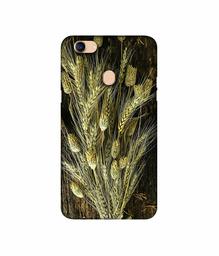 Amazon Brand - Solimo Designer Wheat Plants 3D Printed Hard Back Case Mobile Cover for Oppo F5