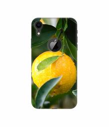 Amazon Brand - Solimo Designer Lemon 3D Printed Hard Back Case Mobile Cover for Apple iPhone XR (Logo Cut)