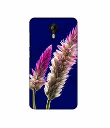 Amazon Brand - Solimo Designer Wheat Flower 3D Printed Hard Back Case Mobile Cover for Micromax Canvas Nitro 4G E455