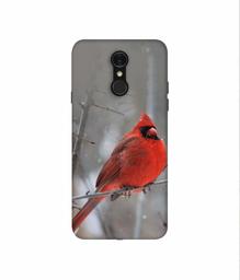 Amazon Brand - Solimo Designer Red Engry Bird 3D Printed Hard Back Case Mobile Cover for LG Q7