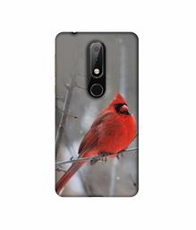 Amazon Brand - Solimo Designer Red Engry Bird 3D Printed Hard Back Case Mobile Cover for Nokia 6.1 Plus