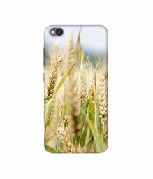 Amazon Brand - Solimo Designer Wheat Plant 3D Printed Hard Back Case Mobile Cover for Xiaomi Redmi Go