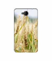 Amazon Brand - Solimo Designer Wheat Plant 3D Printed Hard Back Case Mobile Cover for Microsoft Lumia 650