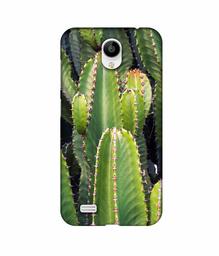 Amazon Brand - Solimo Designer Desert Plant 3D Printed Hard Back Case Mobile Cover for Vivo Y21L