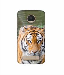 Amazon Brand - Solimo Designer Tiger in Water 3D Printed Hard Back Case Mobile Cover for Motorola Moto Z Play