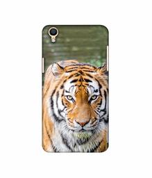 Amazon Brand - Solimo Designer Tiger in Water 3D Printed Hard Back Case Mobile Cover for Oppo F1 Plus