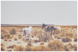 Canvas Print of Horses Grazing in Desert Southwest Wall Art