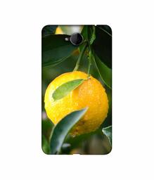 Amazon Brand - Solimo Designer Lemon 3D Printed Hard Back Case Mobile Cover for Microsoft Lumia 650