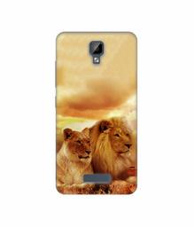 Amazon Brand - Solimo Designer Lion with Lioness 3D Printed Hard Back Case Mobile Cover for Gionee P7 Max