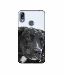 Amazon Brand - Solimo Designer Labrador Dog 3D Printed Hard Back Case Mobile Cover for Asus Zenfone Max (M2) ZB633KL