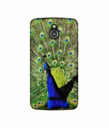 Amazon Brand - Solimo Designer Peacock 3D Printed Hard Back Case Mobile Cover for InFocus M2