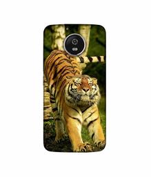 Amazon Brand - Solimo Designer Tiger 3D Printed Hard Back Case Mobile Cover for Motorola Moto G5