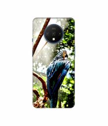 Amazon Brand - Solimo Designer Macaw Parrot 3D Printed Hard Back Case Mobile Cover for OnePlus 7T