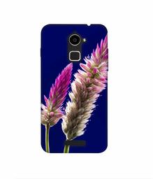 Amazon Brand - Solimo Designer Wheat Flower 3D Printed Hard Back Case Mobile Cover for Coolpad Note 3 Lite