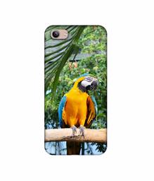 Amazon Brand - Solimo Designer Macaw Bird 3D Printed Hard Back Case Mobile Cover for Vivo Y81i