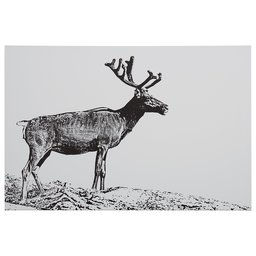 Amazon Brand – Rivet Black and White Canvas Wall Art Print of Male Deer, 36