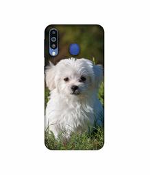 Amazon Brand - Solimo Designer White Dog 3D Printed Hard Back Case Mobile Cover for Samsung Galaxy M21