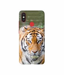 Amazon Brand - Solimo Designer Tiger in Water 3D Printed Hard Back Case Mobile Cover for Xiaomi Mi A2