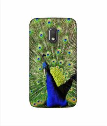 Amazon Brand - Solimo Designer Peacock 3D Printed Hard Back Case Mobile Cover for Motorola Moto G4 Play