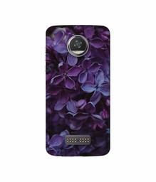 Amazon Brand - Solimo Designer Purple Flowers 3D Printed Hard Back Case Mobile Cover for Moto Z2 Play