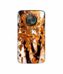 Amazon Brand - Solimo Designer Autumn Photography 3D Printed Hard Back Case Mobile Cover for Motorola Moto X4