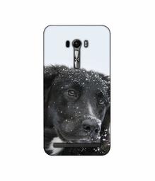 Amazon Brand - Solimo Designer Labrador Dog 3D Printed Hard Back Case Mobile Cover for Asus Zenfone Selfie ZD551KL