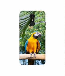 Amazon Brand - Solimo Designer Macaw Bird 3D Printed Hard Back Case Mobile Cover for LG Q7