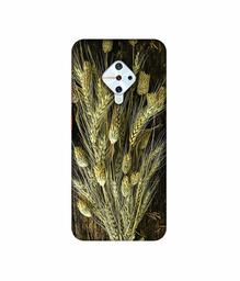 Amazon Brand - Solimo Designer Wheat Plants 3D Printed Hard Back Case Mobile Cover for Vivo S1 Pro