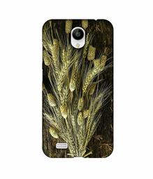 Amazon Brand - Solimo Designer Wheat Plants 3D Printed Hard Back Case Mobile Cover for Vivo Y21L