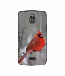 Amazon Brand - Solimo Designer Red Engry Bird 3D Printed Hard Back Case Mobile Cover for InFocus M2