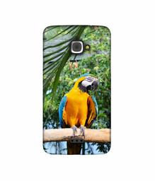 Amazon Brand - Solimo Designer Macaw Bird 3D Printed Hard Back Case Mobile Cover for InFocus M350