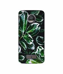 Amazon Brand - Solimo Designer Leaf Imperation 3D Printed Hard Back Case Mobile Cover for Moto Z2 Play