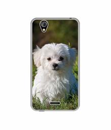 Amazon Brand - Solimo Designer White Dog UV Printed Soft Back Case Mobile Cover for Gionee P5 Mini