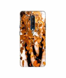 Amazon Brand - Solimo Designer Autumn Photography 3D Printed Hard Back Case Mobile Cover for OnePlus 7T Pro